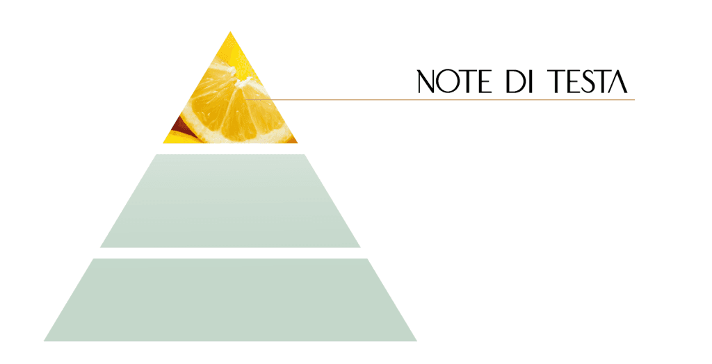 Piramide olfattiva: guida per capire i tuoi profumi Note di Testa