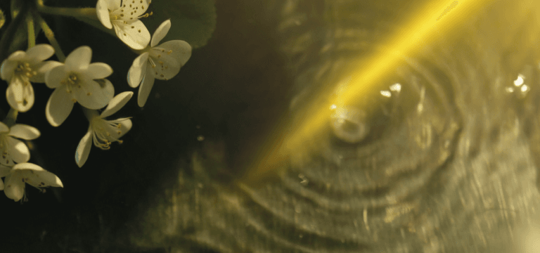 Piramide olfattiva: guida per capire i tuoi profumi 