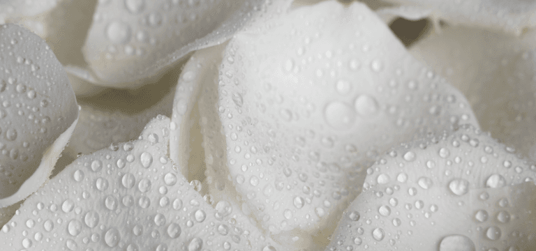 Profumi che sanno di pulito profumo fresco