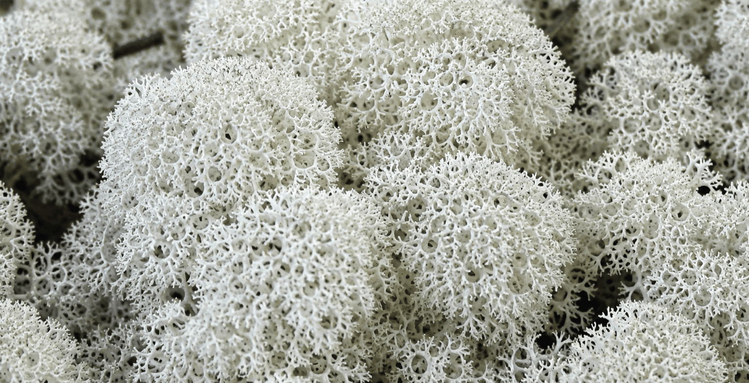 Muschio bianco Profumo che sa di pulito 