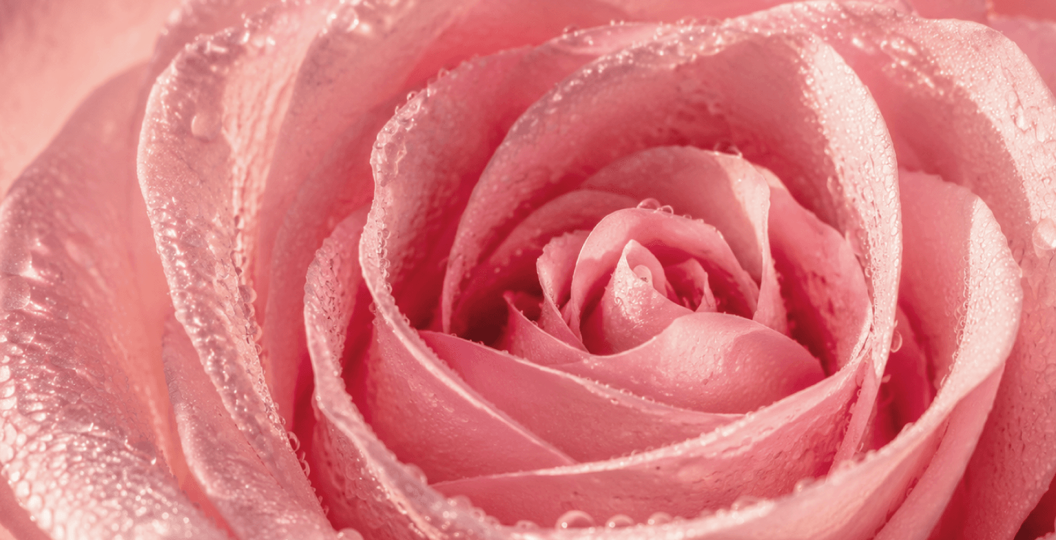 profumeria profumo rosa fiori nota floreale 