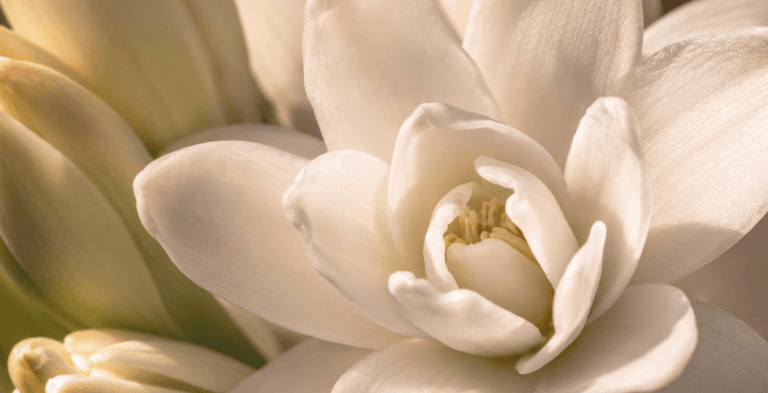 profumi floreali gelsomino rosa tuberosa