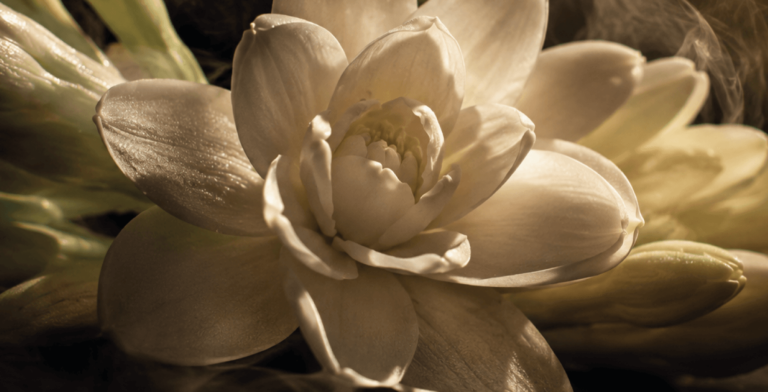 Profumo tuberosa fiore